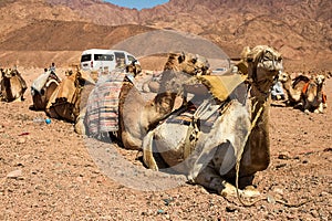 A caravan of camels rests in the desert against the backdrop of high mountains. Egypt