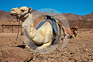 A caravan of camels rests in the desert against the backdrop of high mountains. Egypt