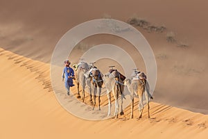 Caravan of camels in the Sahara desert