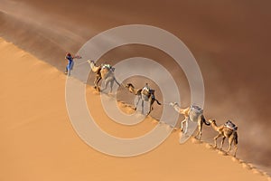 Caravan of camels in the Sahara desert