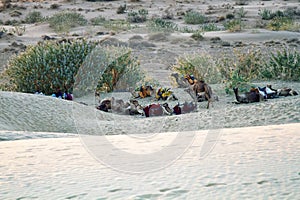 A caravan of camels stopped under a dune to rest