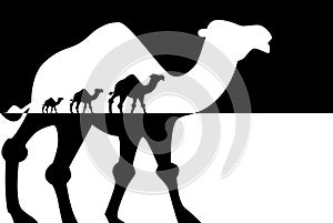 Caravan of camels, Travel concept