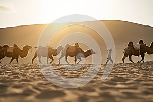 Caravan of camels walking in desert at sunset
