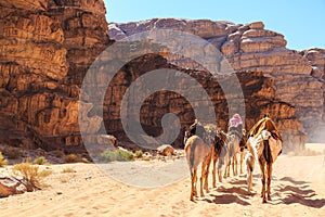 Caravan of camels walking in the Wadi Rum desert in Jordan