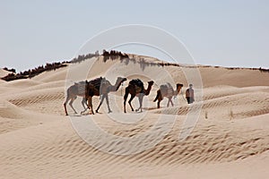 Caravan in desert Sahara