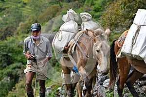 Caravan of donkeys carrying supplies in the Himalayas