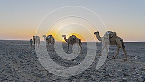 A caravan of dromedaries transporting salt guided by an Afar man in the Danakil Depression in Ethiopia