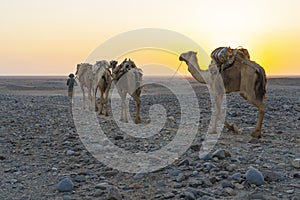 A caravan of dromedaries transporting salt guided by an Afar man in the Danakil Depression in Ethiopia