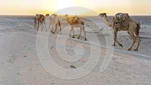 A caravan of dromedaries transporting salt guided by an Afar man in the Danakil Depression in Ethiopia