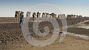 A caravan of dromedaries transporting salt guided by an Afar man in the Danakil Depression in Ethiopia