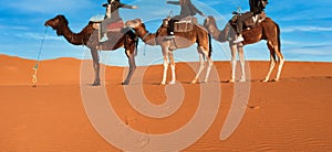 Caravan going through the sand dunes in the Sahara Desert, Morocco - Merzuga - tourist visit the desert on camels during the