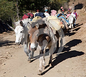 Caravan of mules with goods - Western Nepal