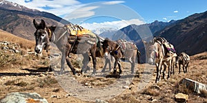 Caravan of mules in nepalese Himalayas