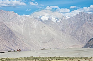 Caravan travellers riding camels in Nubra Valley photo