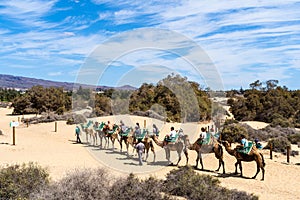 Caravan walking in Maspalomas desert
