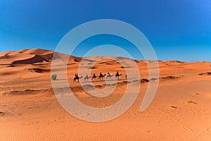 Caravan walking in Merzouga Sahara desert on Morocco