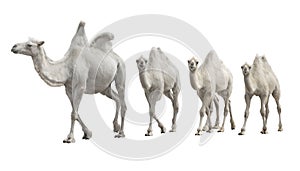 Caravan white camel isolated