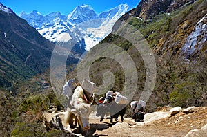 Caravan of yaks carrying load on the way to Gokyo Lakes in Himalayan Mountains, Nepal.