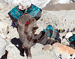 Caravan of yaks with goods - nepal himalayas mountains