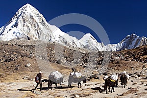 Caravan of yaks mount Pumo ri Nepal Himalayas mountains