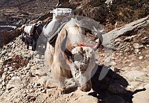 Caravan of yaks - Nepal Himalayas mountains