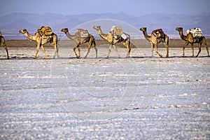 Caravans transporting salt blocks from Lake Assale