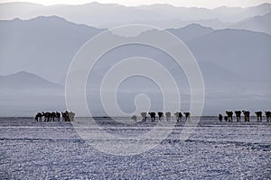 Caravans transporting salt blocks from Lake Assale