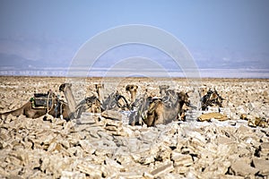 Caravans transporting salt blocks from Lake Assale