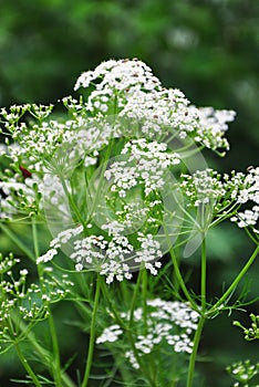 Caraway Carum carvi photo