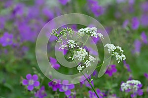 Caraway, Carum carvi in front of woodland geraniums, Geranium sylvaticum