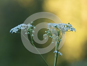 Caraway, Carum carvi or meridian fennel