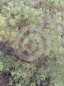 Caraway (Carum carvi) plant and seeds, fresh plant of ripe cumin on natural background. Caraway field. Ready for harvest