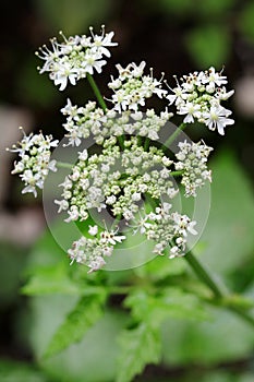 Caraway plant with white flowers