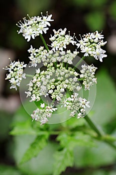 Caraway plant with white flowers photo