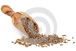 Caraway Seed photo