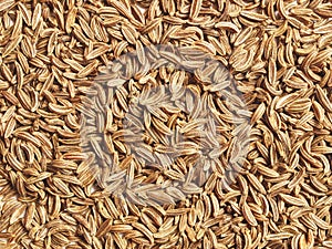 Caraway seeds photo