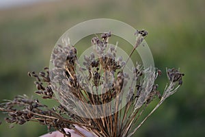 Caraway seeds