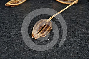 Caraway seeds are particularly popular in Jewish photo