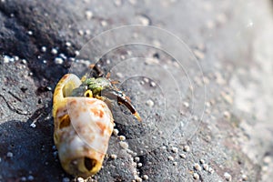 Carb of shell photo