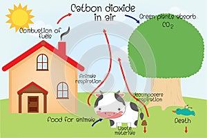 The carbon cycle