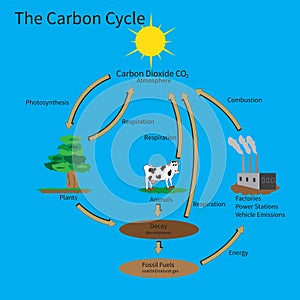 The Carbon Cycle