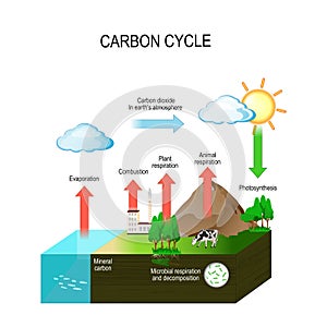 Carbon cycle photo