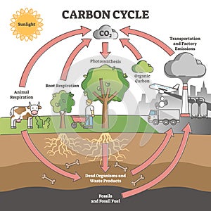 Carbon cycle with CO2 dioxide gas exchange process scheme outline concept