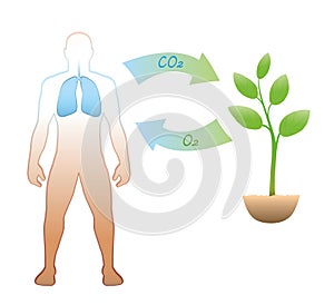 Carbon Cycle Oxygen Humans Plants Respiration
