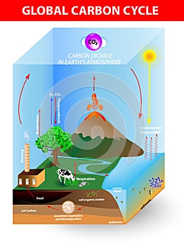 Carbon cycle. Vector diagram