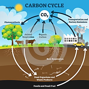 Carbon cycle vector illustration. Labeled CO2 biogeochemical process scheme