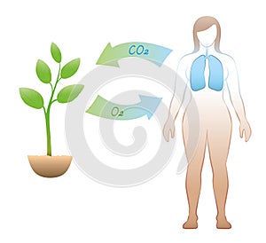 Carbon Dioxide Oxygen Exchange Carbon Cycle Humans Plants