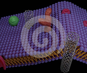 Carbon nanotubes can be artificial pores within cell membranes.