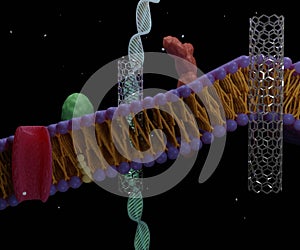 Carbon nanotubes can be artificial pores within cell membranes.