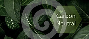 Carbon neutral concept. CO2 neutral in hexagon logo on green leaves. Environment day and earth day background. Eco friendly.